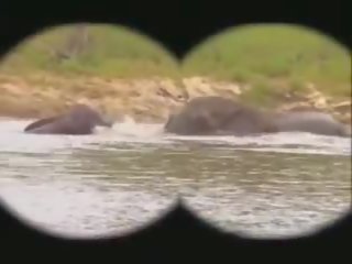 Park kruger: zadarmo kruger park sex film šou fa